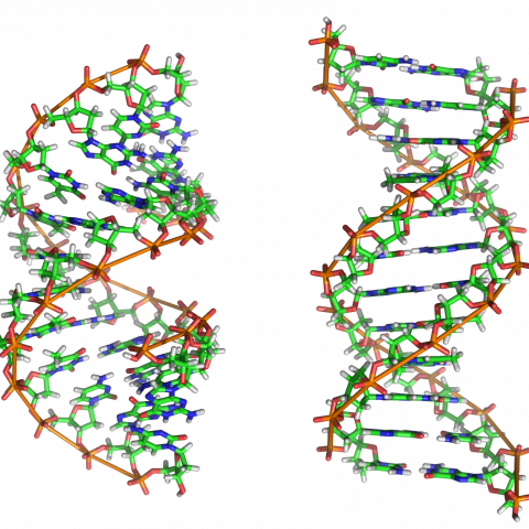 DNA