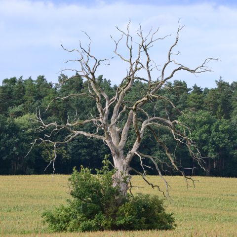 Die Schöpfung – Lobgesang und Elegie